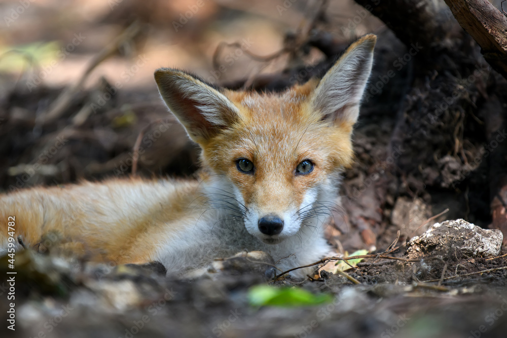 赤狐，森林中的vulpes vulpes。自然环境中的近距离野生捕食者