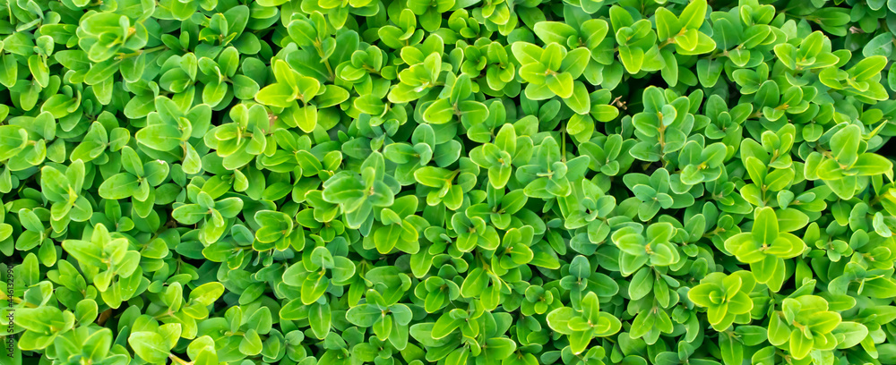 green boxwood twigs with visible details. background or texture