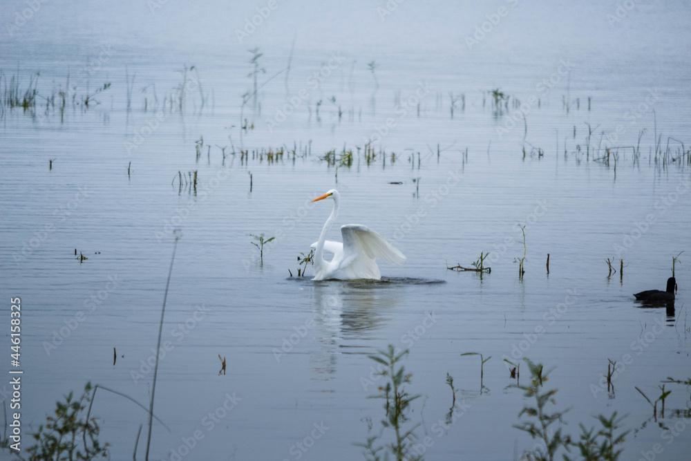 Ave blanca en el agua