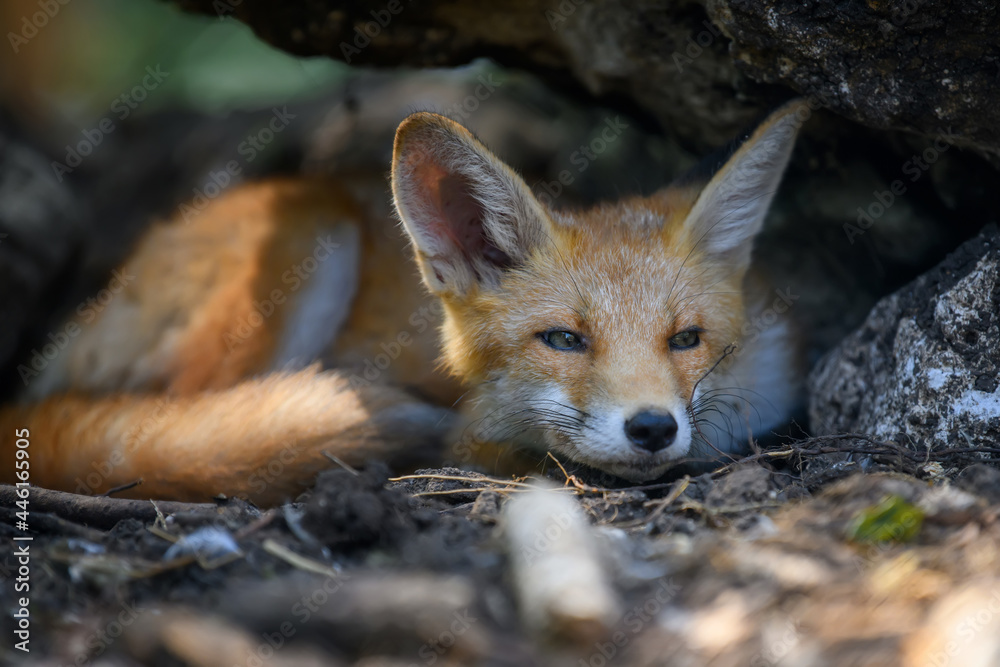 赤狐，森林中的vulpes vulpes。自然环境中的近距离野生捕食者