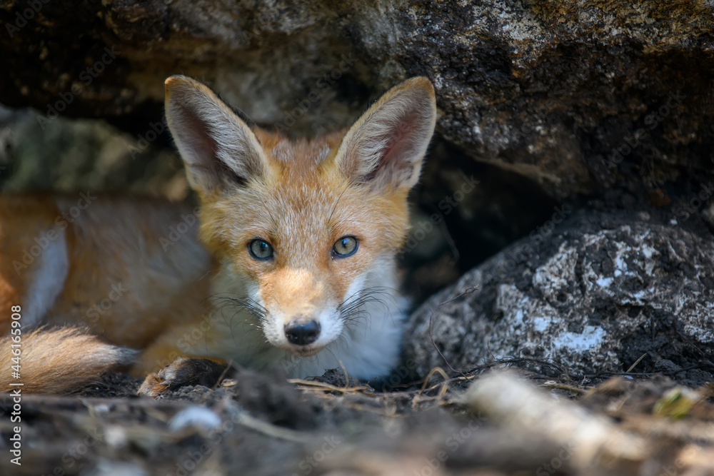 赤狐，森林中的vulpes vulpes。自然环境中的近距离野生捕食者