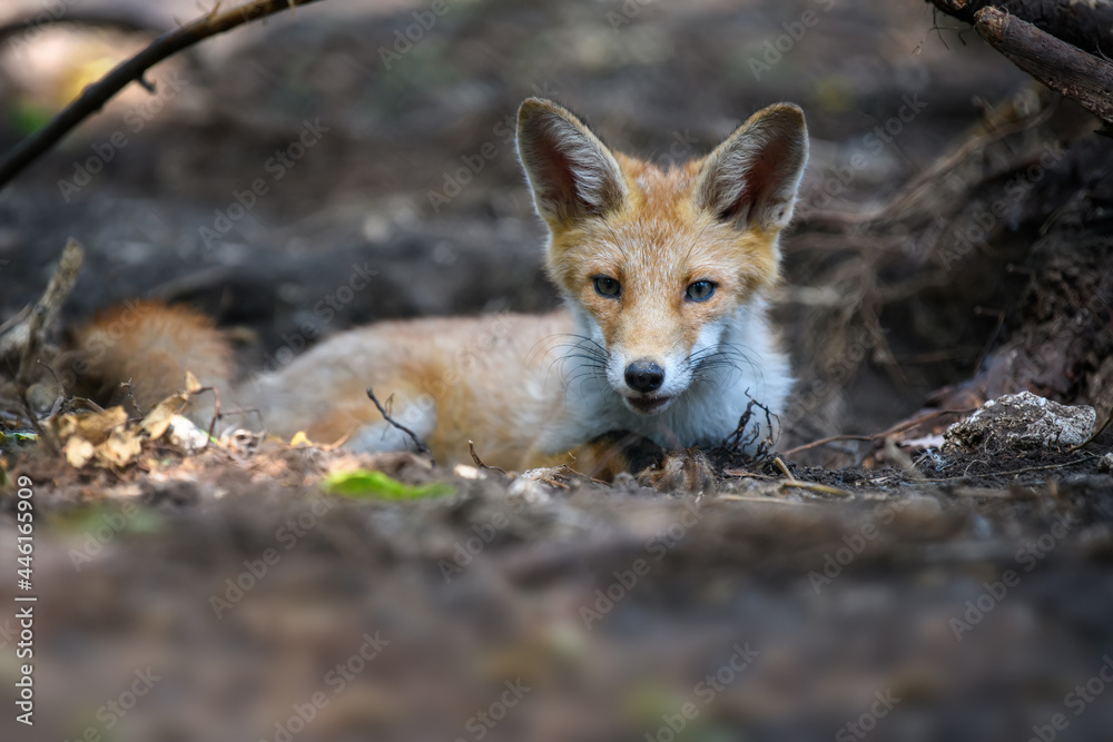 赤狐，森林中的vulpes vulpes。自然环境中的近距离野生捕食者