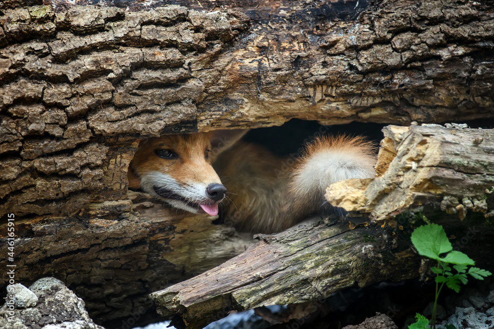 赤狐，森林中的vulpes vulpes。自然环境中的近距离野生捕食者