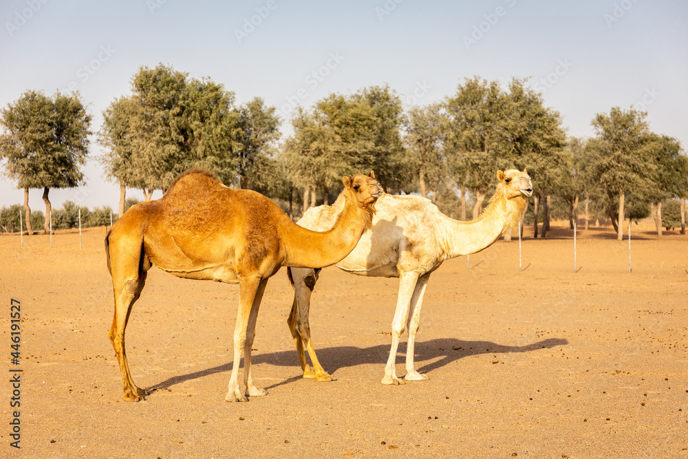 两只单峰骆驼（Camelus dromdarius）站在沙漠农场的沙滩上，看着来势汹汹的骆驼