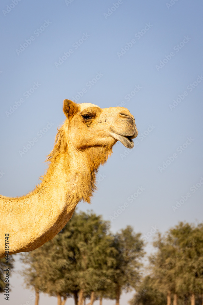 Dromedary骆驼头（Camelus dromdarius）肖像图，背景是高吊树。沙迦