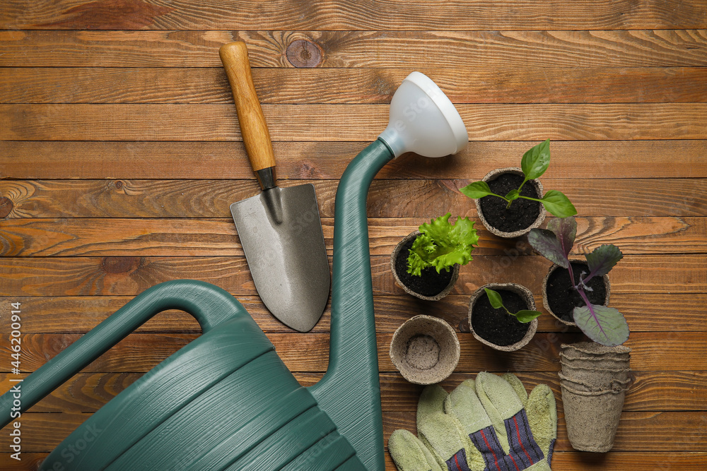 Watering can, plants seedlings and gardening tools on wooden background