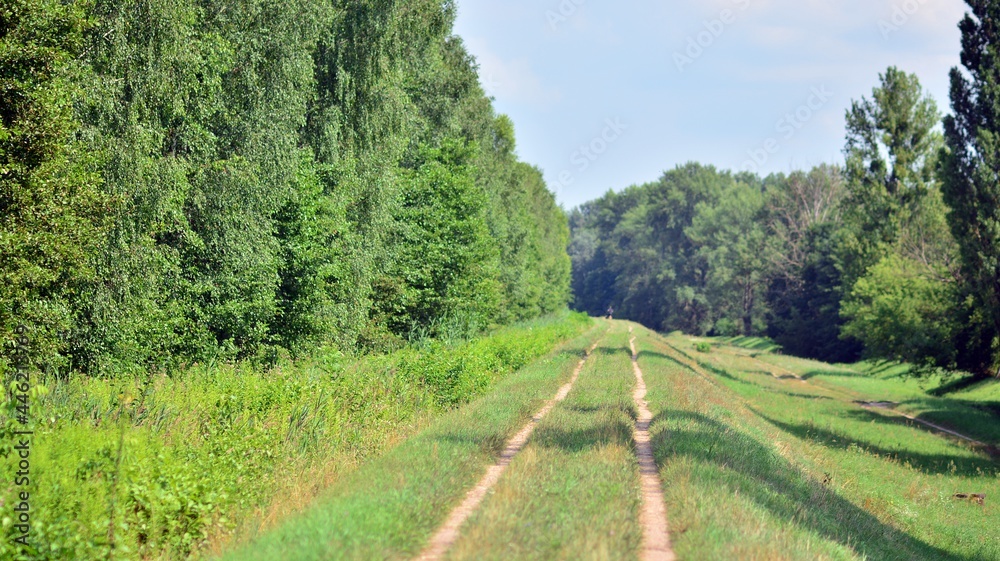 Natural road on a flood embankment near the lake, covered with natural greenery