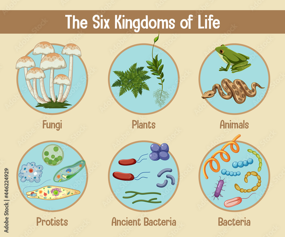 生命六王国的科学海报
