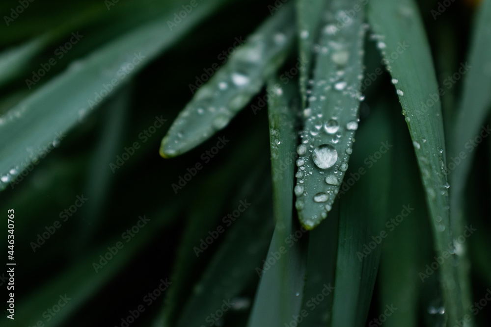 雨后花上的水滴