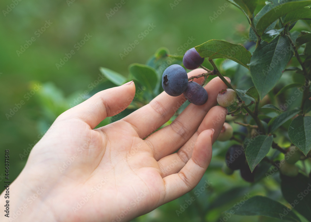 一个女人在树上抓蓝莓的特写。