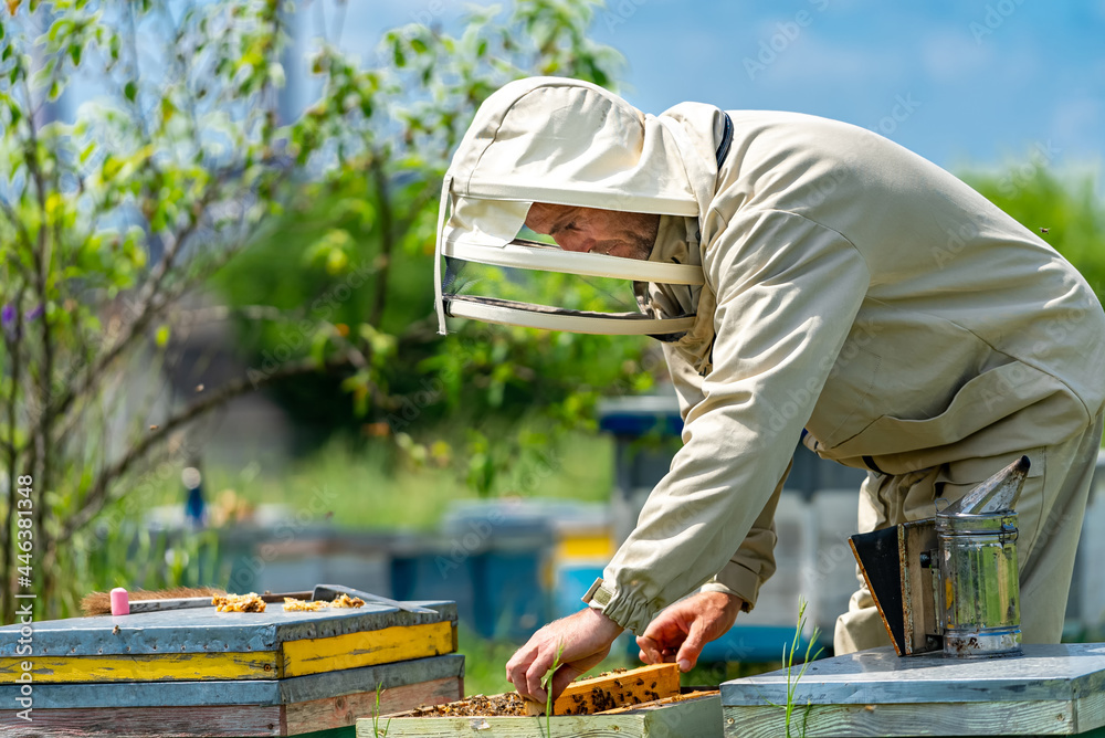 Person treating bee apiary. Woman in special suit working with honeycombs.