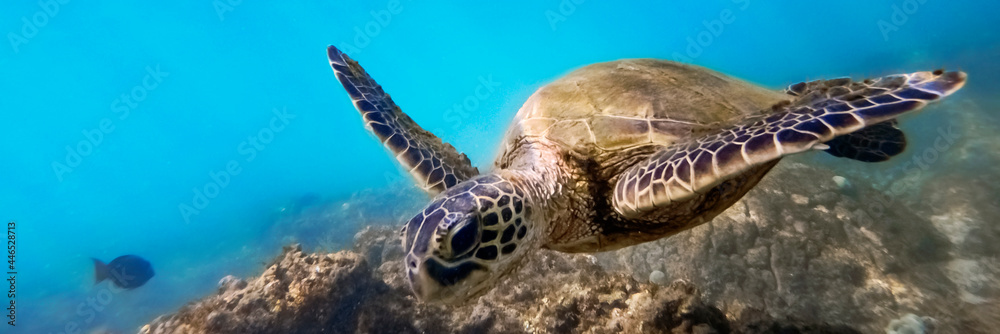 Green sea turtle above coral reef underwater, blue ocean in sunny tropical day