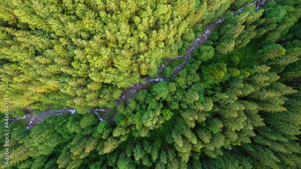 流经原始云杉林的山溪鸟瞰图。f的绿色自然背景