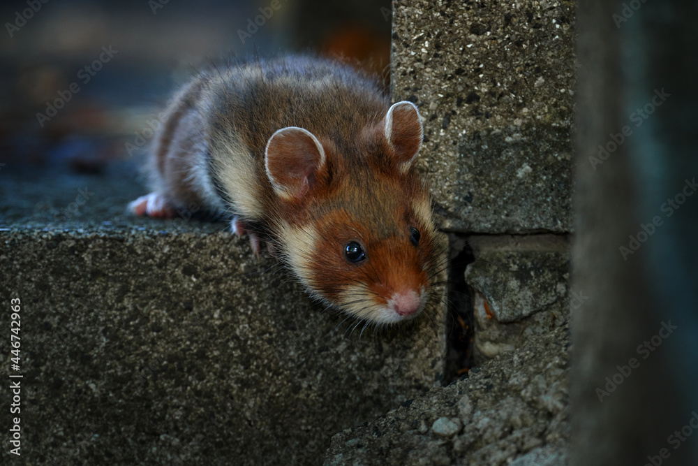 欧洲仓鼠，Cricetus Cricetus，石头墓碑墓地，奥地利维也纳。棕色和白色Blac