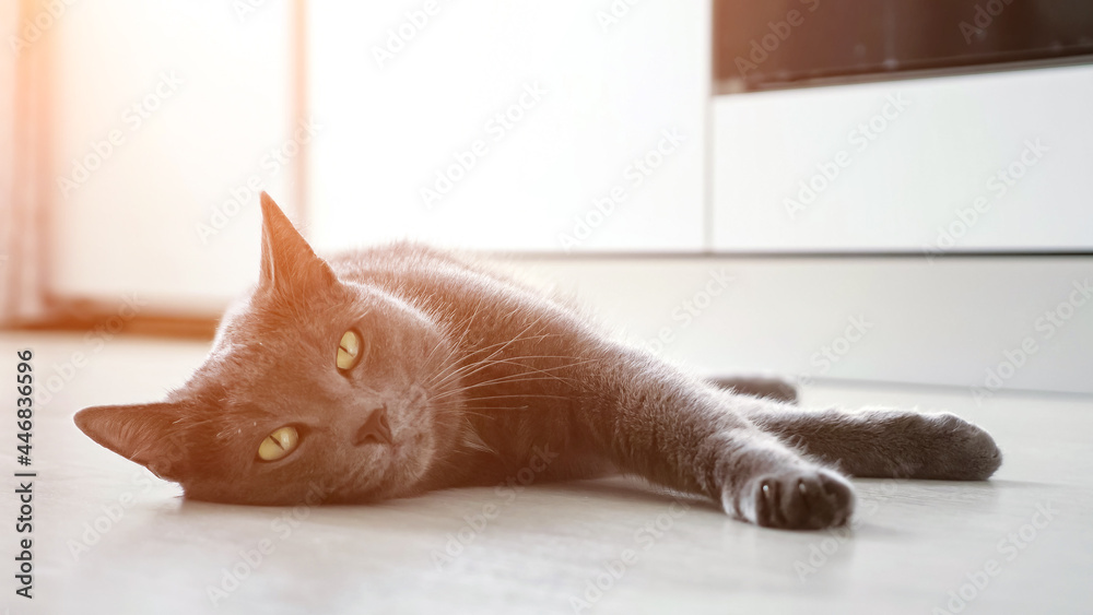 beautiful gray cat with a disgruntled muzzle twirls its tail while lying on the floor.