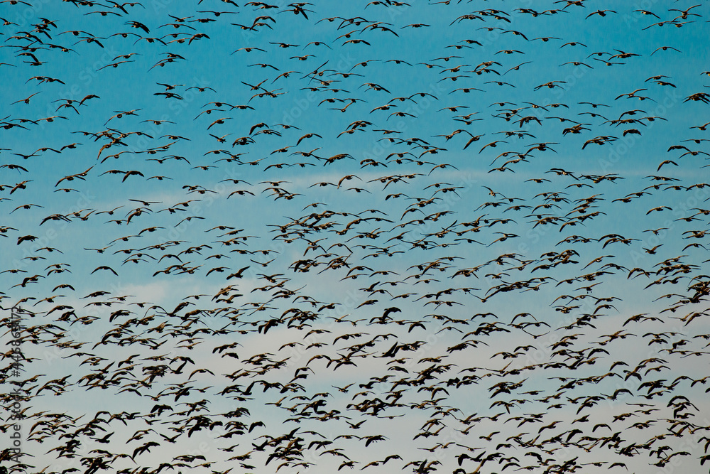 Thousands of Canada geese cover the sky, preparing to land in a lake near Stayton, Oregon.