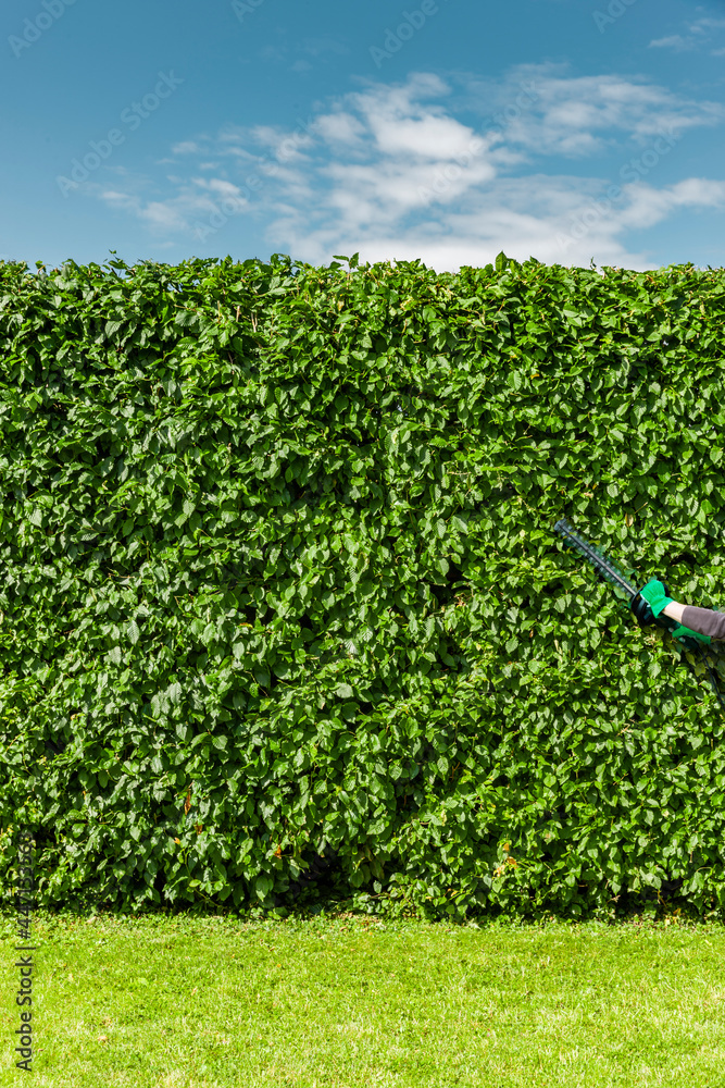 Hecke schneiden an einer Buchenhecke