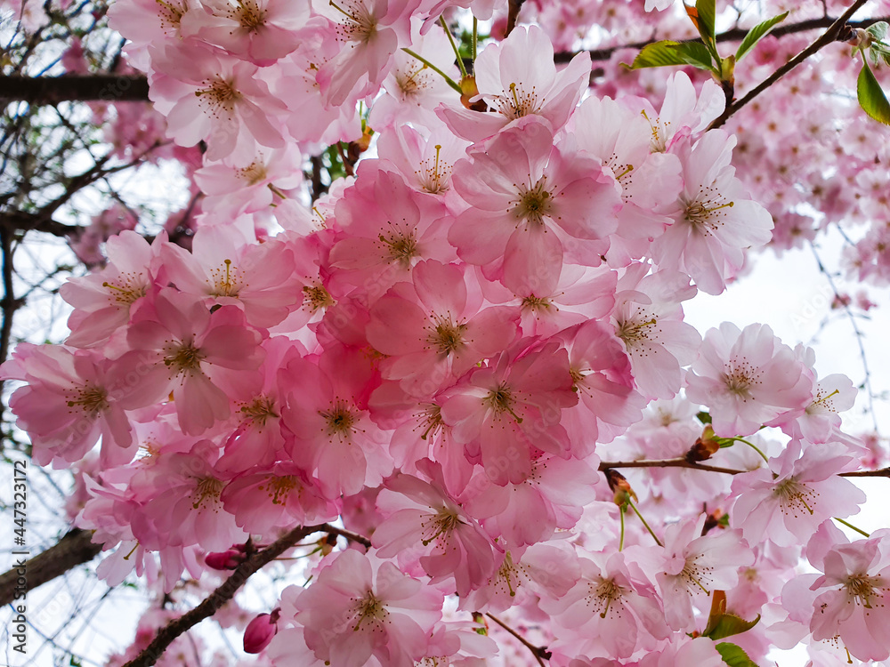 天空背景樱花树