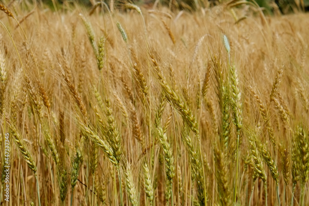 Harvesting season concept. Macro shot of golden wheat ears at large cultivation field in soft orange