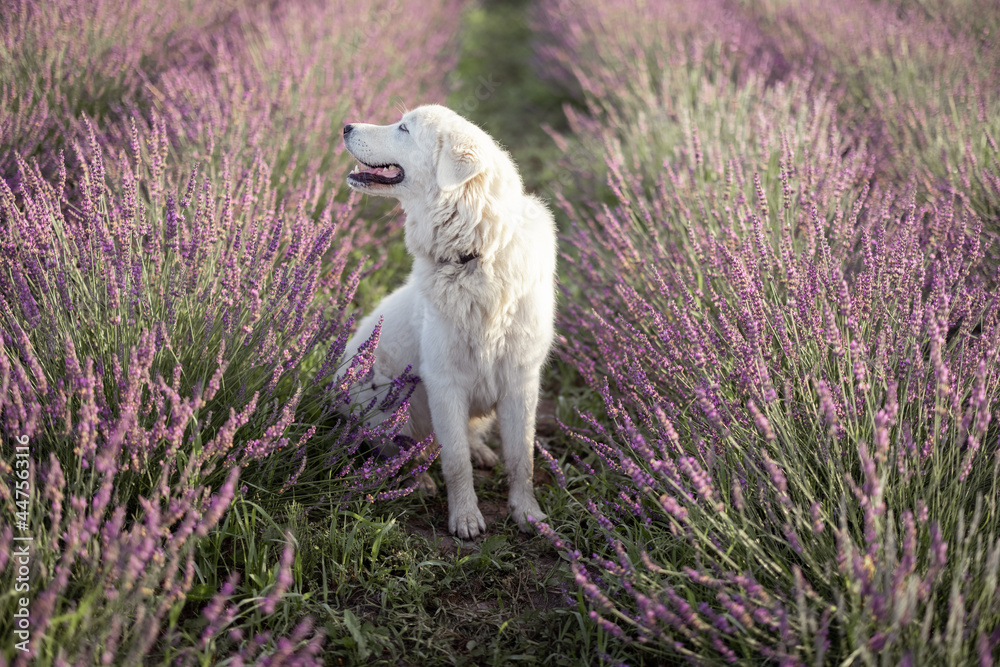 Maremma牧羊犬坐在薰衣草地里，享受着盛开的花香。