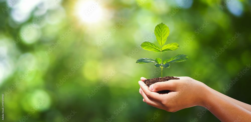 在模糊的绿色自然背景下，手持年轻的植物。概念生态地球日