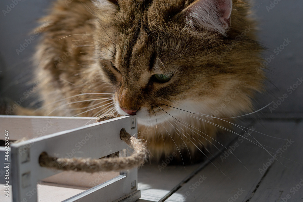 一只大姜黄色的猫在嗅一个白色的木箱。猫在阳光下玩耍