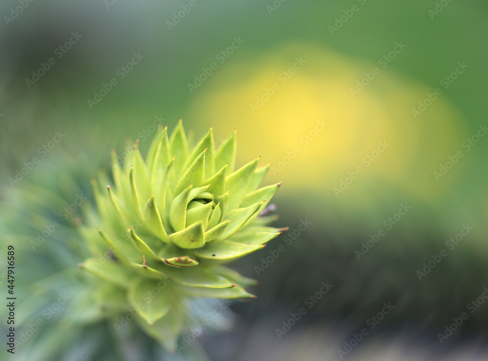 Beautiful coniferous branch