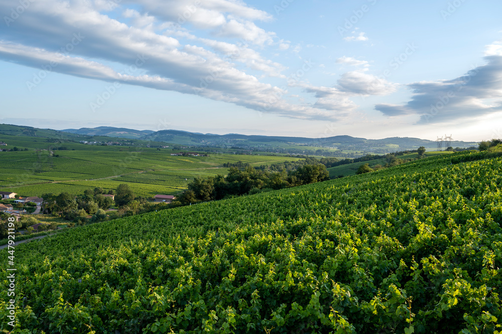 Paysage de vignoble en Bourgogne autour du village de Fuissé en France dans le département de Saône-