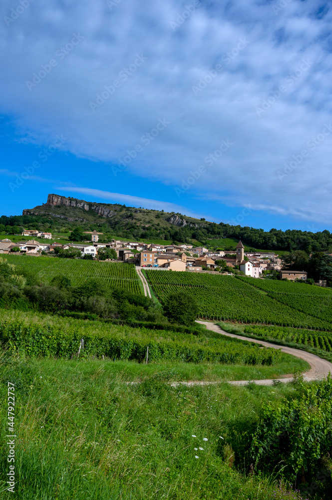 Paysage de vignoble en Bourgogne autour du village de Pouilly-Solutré en France dans le département 