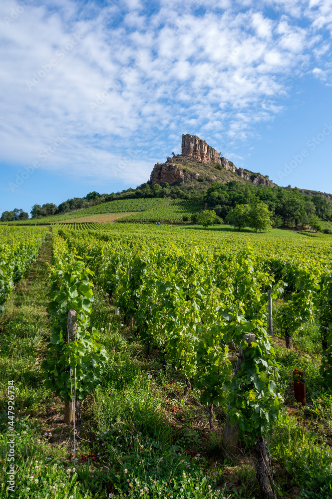 La Roche de Solutré dans le vignoble des vins de Bourgogne en Saône-et-Loire en France en été