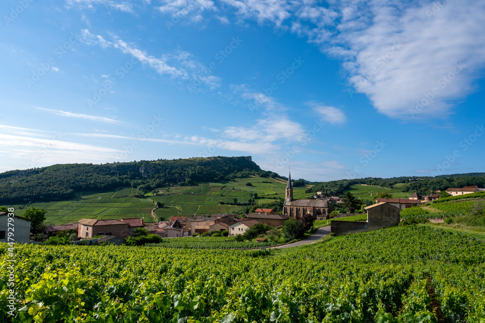 Paysage de vignoble en Bourgogne autour du village de Vergisson en France dans le département de Saô