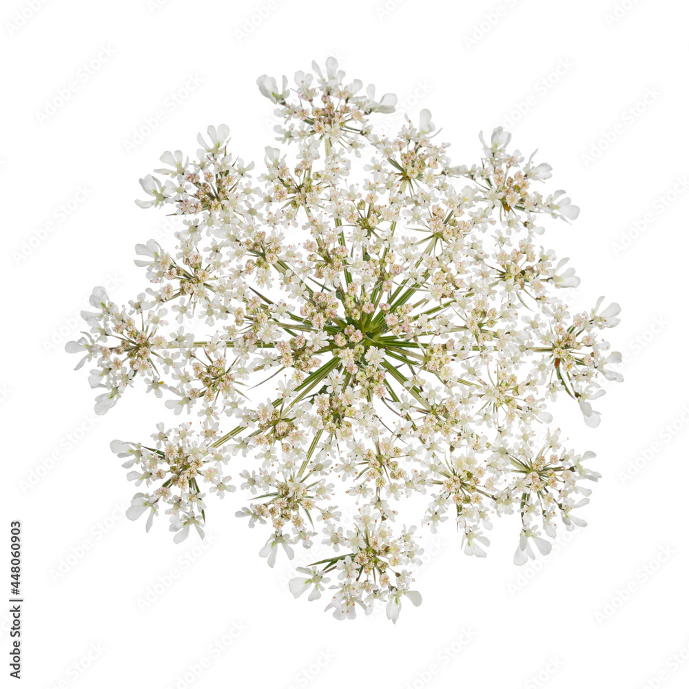 Annes皇后蕾丝（又名Daucus carota伞形花）的俯视图。在白色背景上隔离。