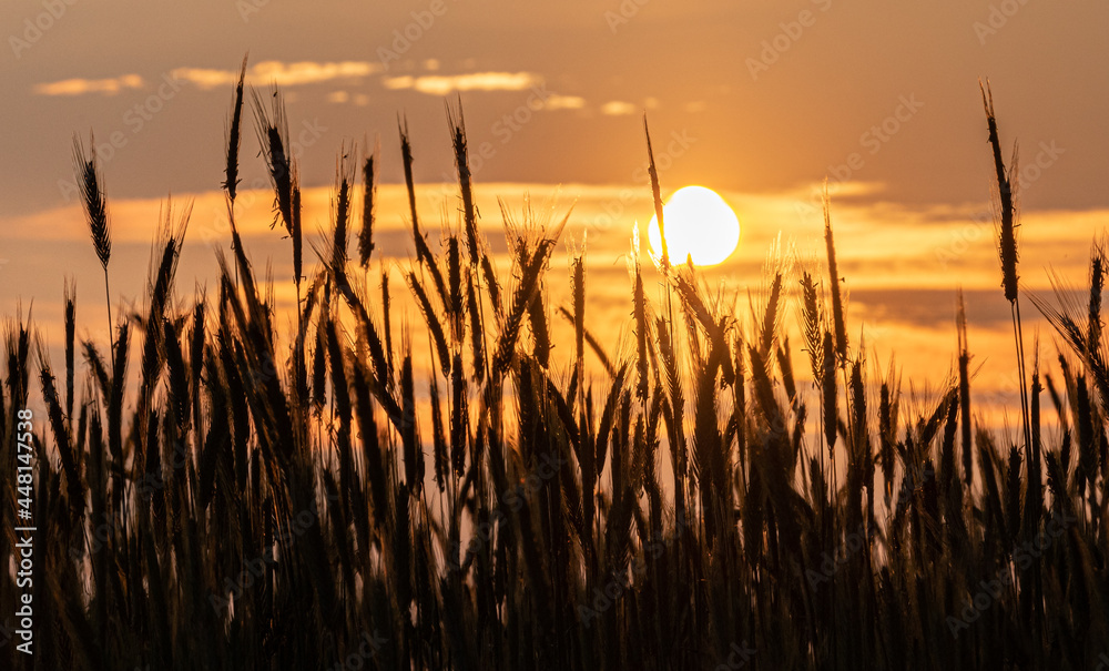 Getreide in der Abendsonne in der Lüneburger Heide