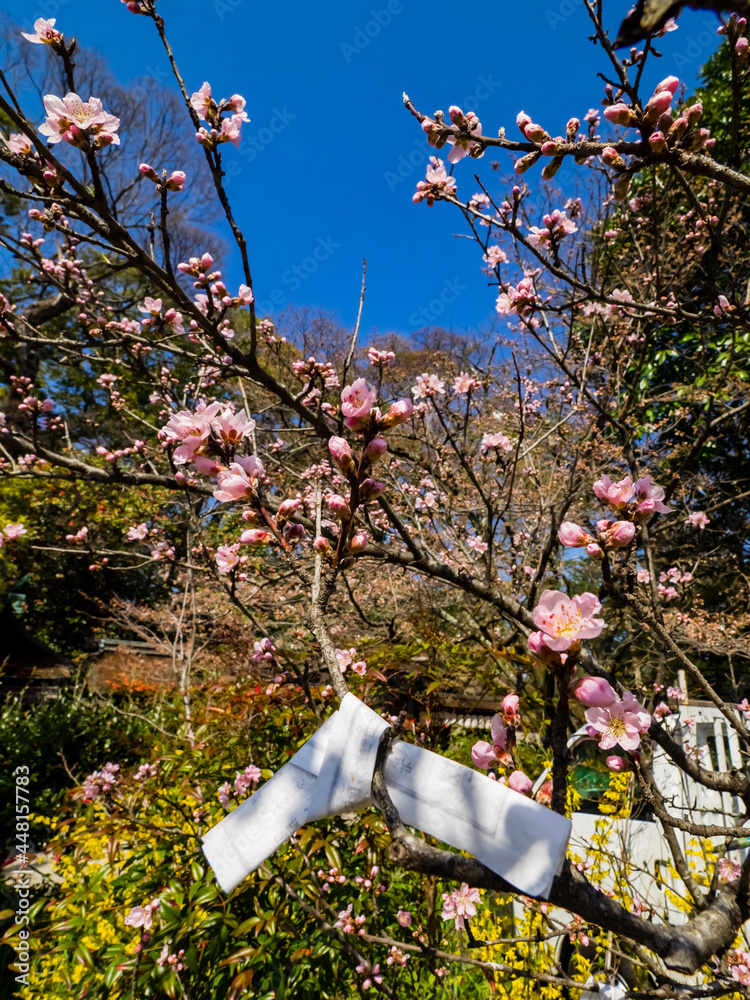 幸運の木