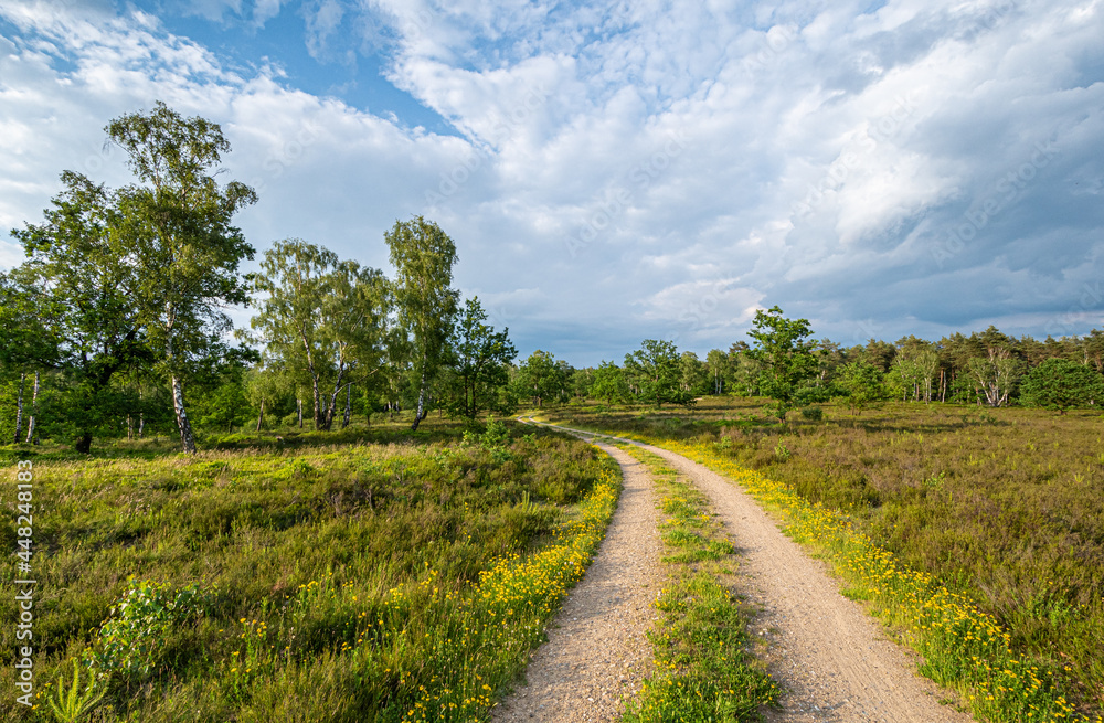 Wanderweg bei Schneverdingen in der Lüneburger Heide
