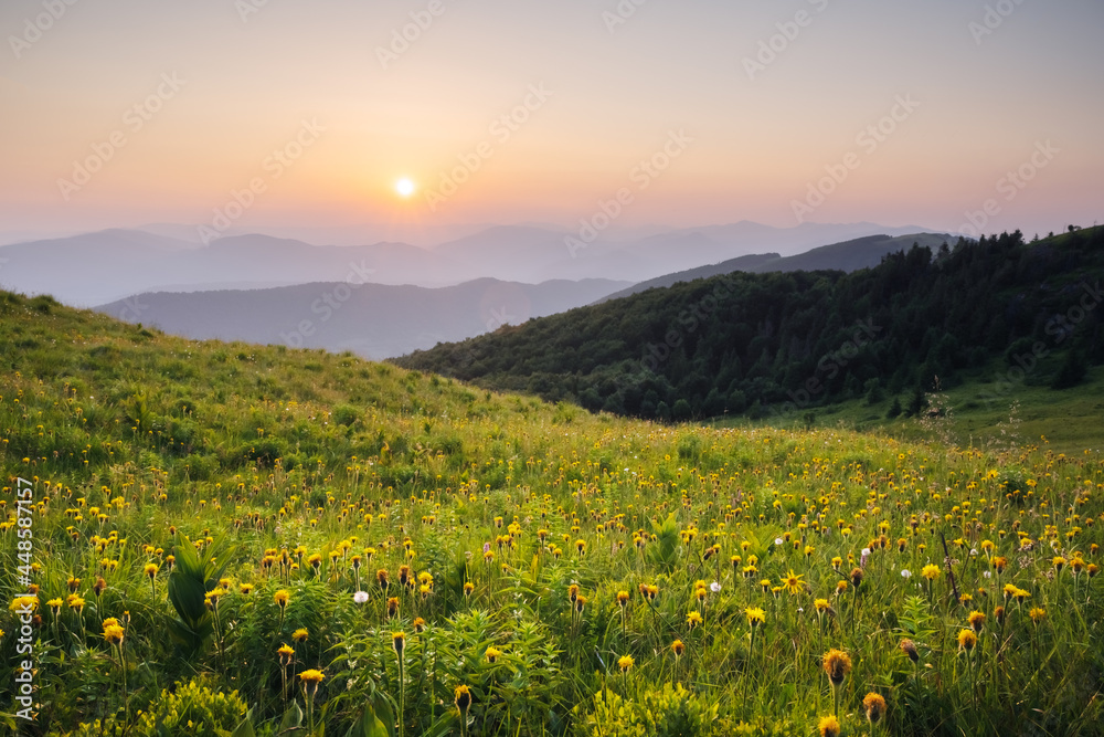 夏日山上的惊鸿一瞥