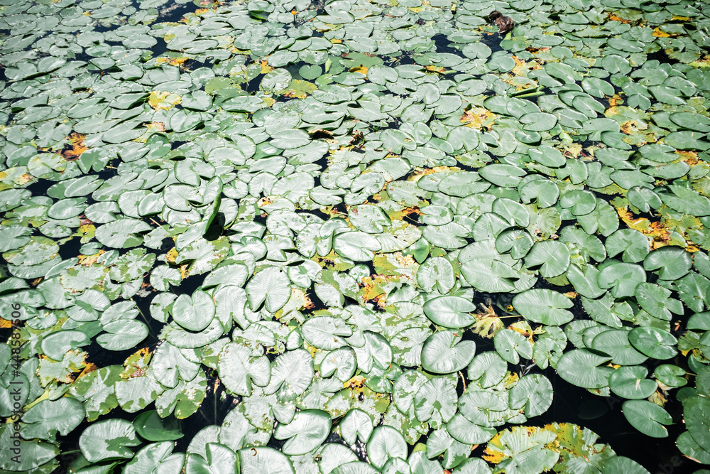 Lotus or Water lily flower leaves