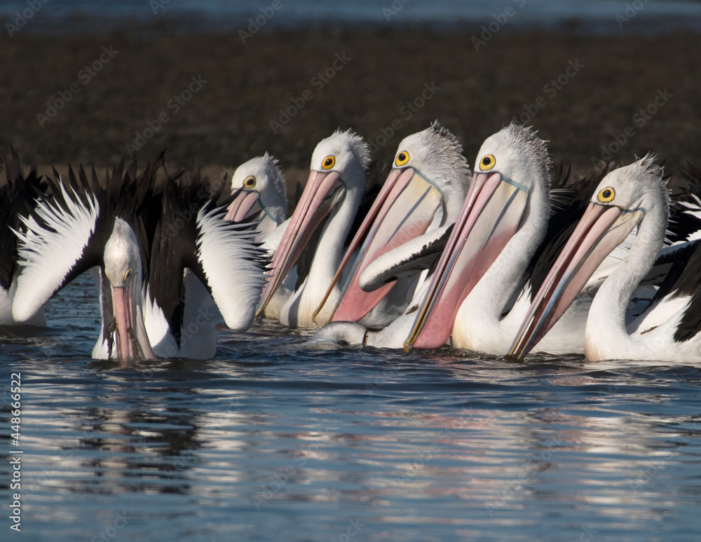 An Australian pelican fishing party.