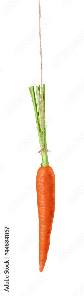 Carrot.