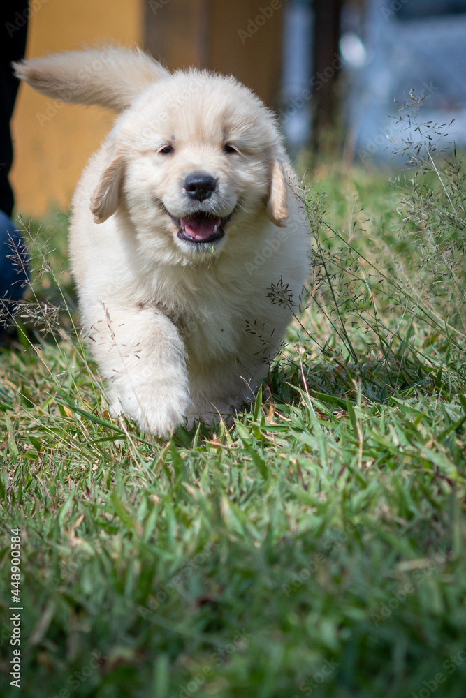 Filhote de golden retriever correndo em gramado verde