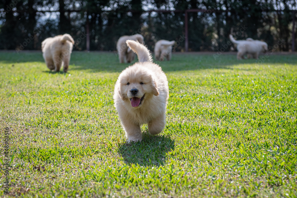 Filhote de Golden retriever correndo em gramado verde