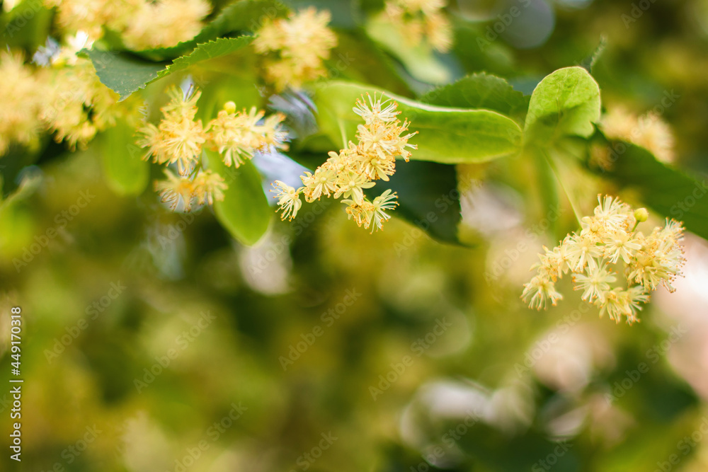 椴树花丛（紫椴、欧洲、小叶石灰、小叶椴树开花）Ph