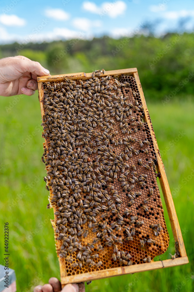 Beekeeper holding a honeycomb full of bees. Wooden honey frame holding in hands.