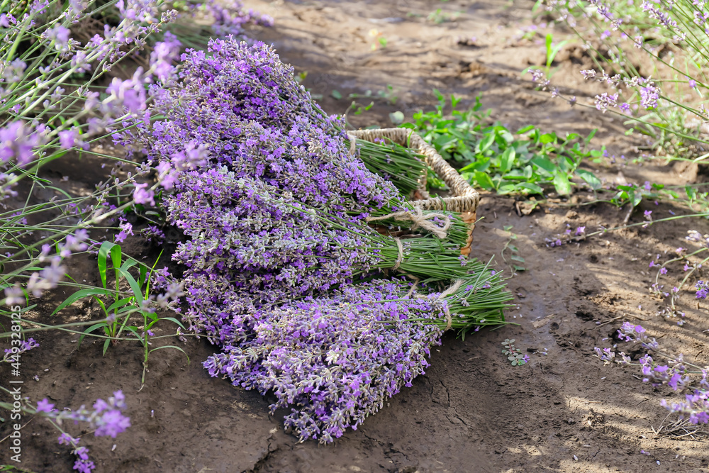 Box with lavender flowers in field