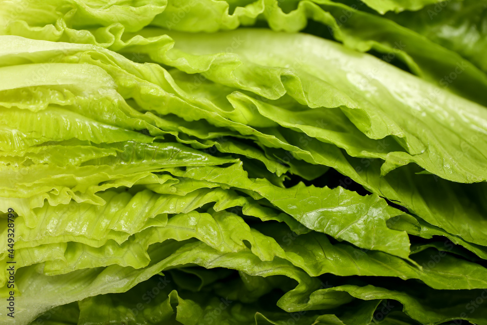 Fresh romaine lettuce as background, closeup