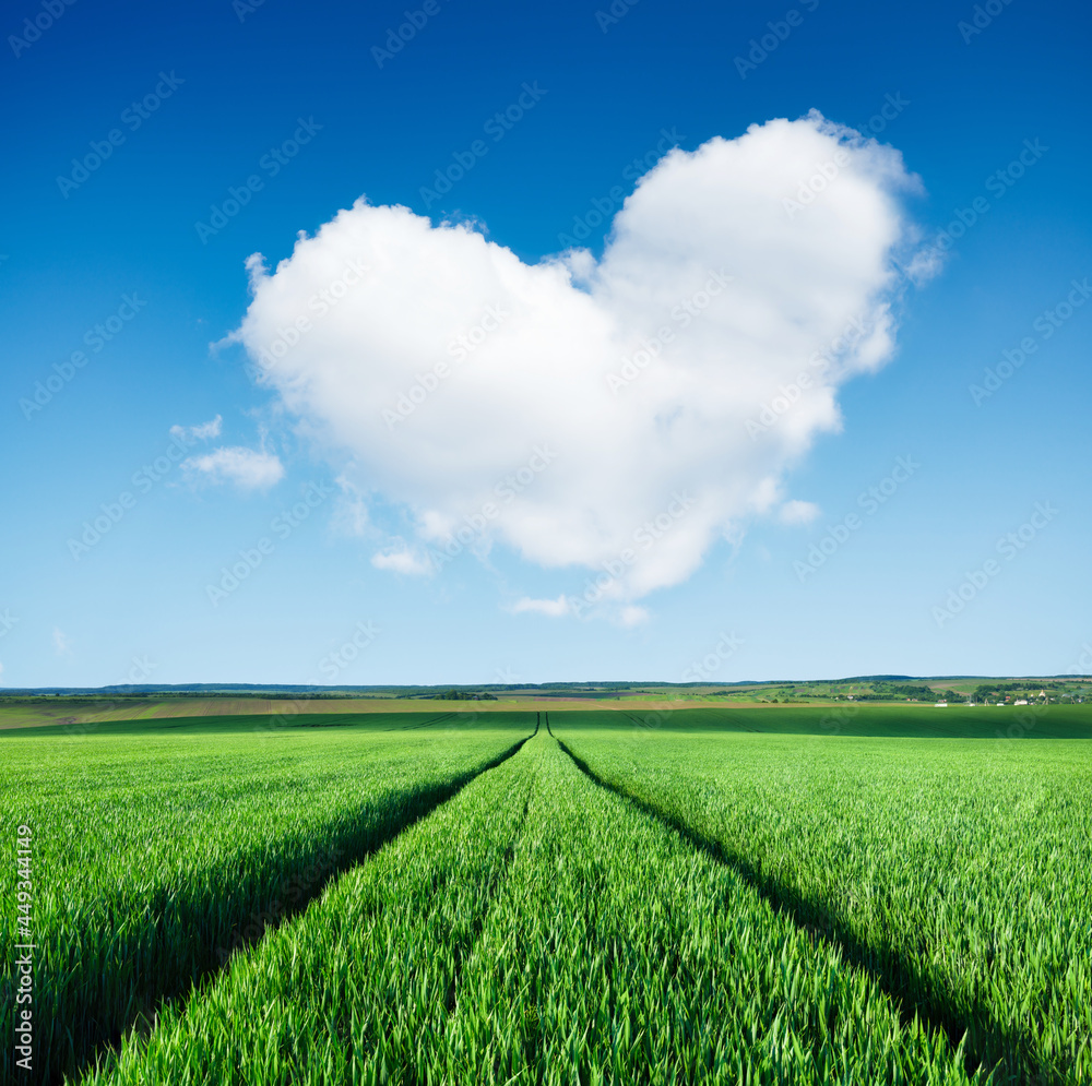 Wheat field and rows. Agricultural landscape. A cloud in the shape of a heart. A blue sky and a hear