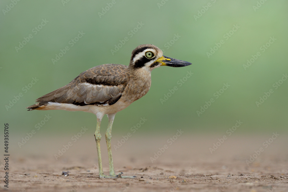 大石鹬或厚膝鹬（Esacus recurvirostris）有着大眼睛和大野兽的有趣的灰色鸟