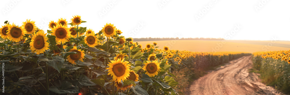 Sunflower field panorama. Dirt road on a field of blooming sunflowers