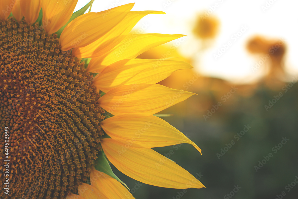 Ripe yellow sunflower on the field close up