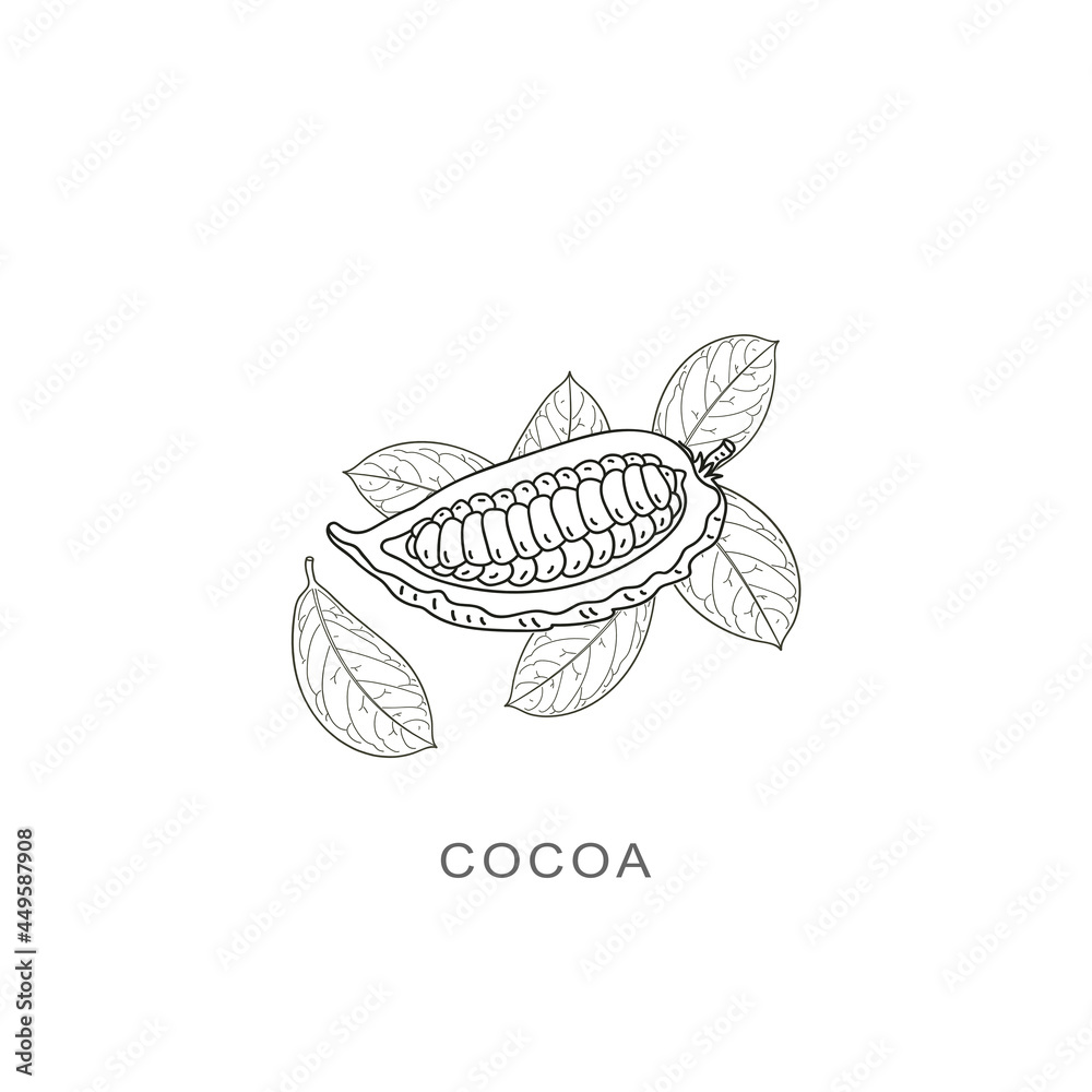 cocoa beans with leaf,drawing vector illustration